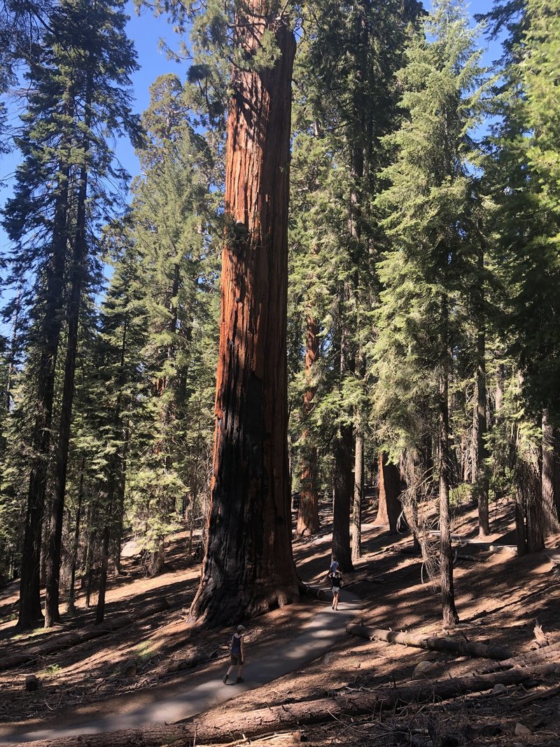 アメリカで出会った１００の光景 No 35 大自然の絶景 セコイア国立公園で巨木の間をそぞろ歩き シカノミエ Note