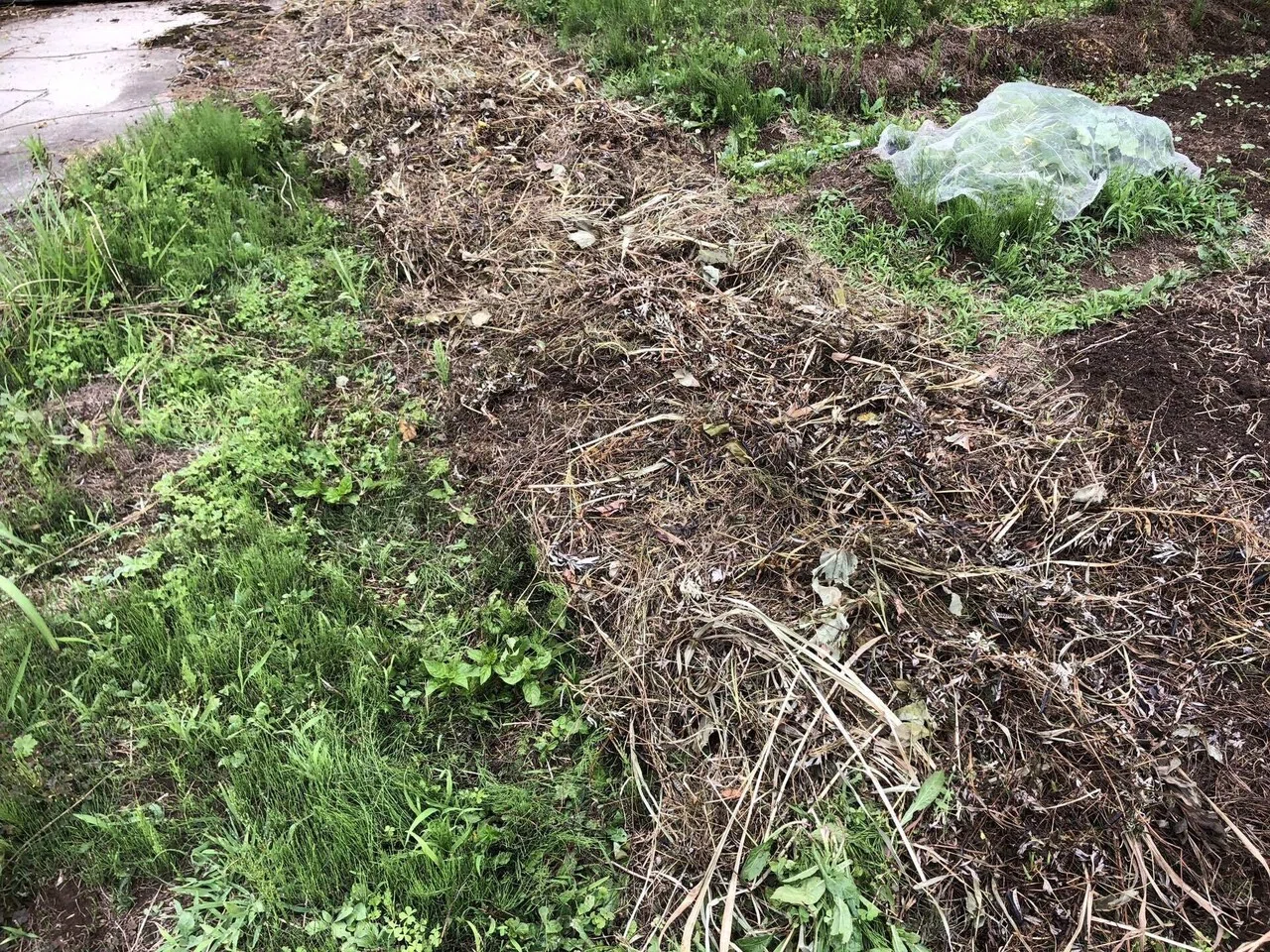 草マルチと梅の収穫｜MUNA_FARM 無農薬自給自足