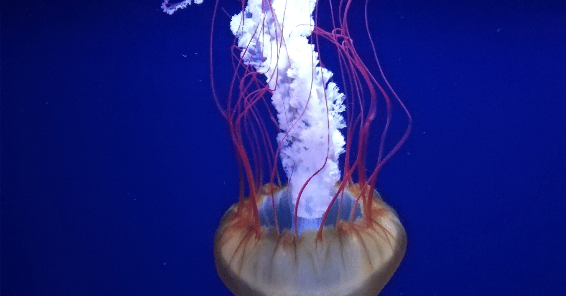 クラゲ｜Takumiのessay