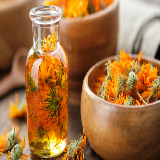 🌼カレンデュラオイルのつくり方 Calendula Flower Oil｜KANA 🌿 植物