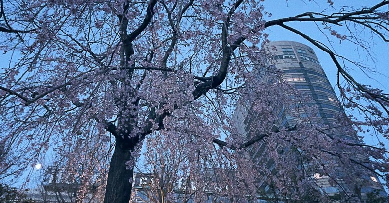 【横浜市中区】みなとしだれて　ハマの桜風景　24.03.31_05:00