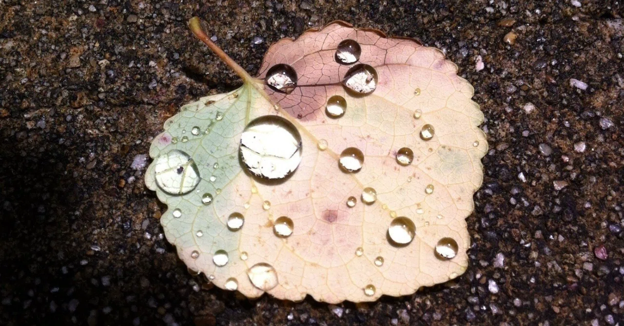 雨のため籠もる｜意味なし芳一🍡