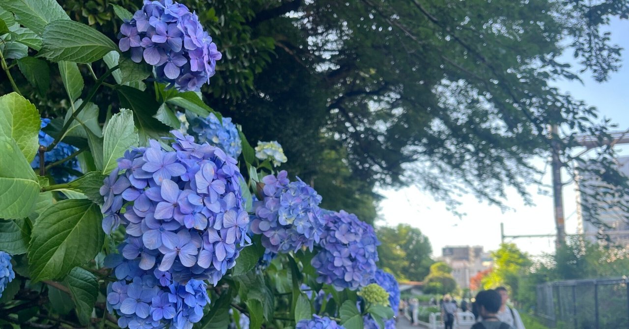 美空 限定MD 紫陽花の咲く道 紫陽花が満開 二番花がきれい - ばらとながぐつ