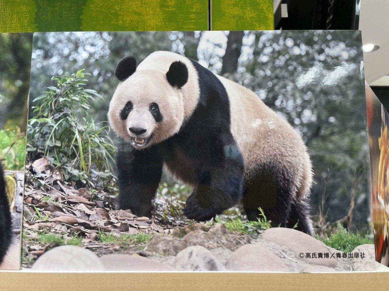 写真集「また会えたね！シャンシャン」の発売について｜上野案内所