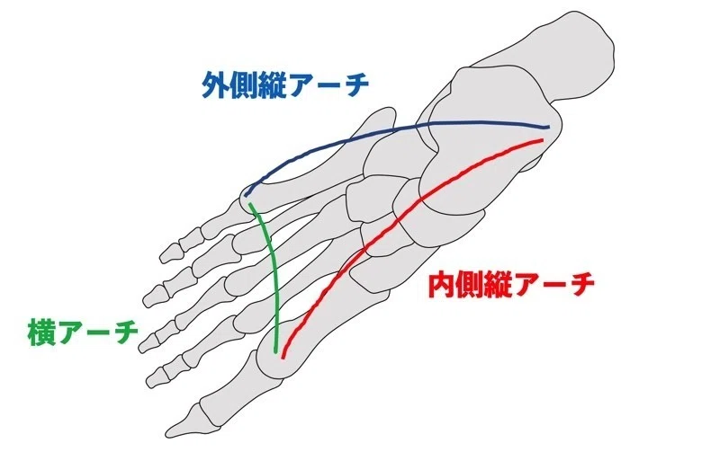 土踏まず 内側縦アーチ の機能解剖 たくみロドリゲス 運動器理学療法士 Note