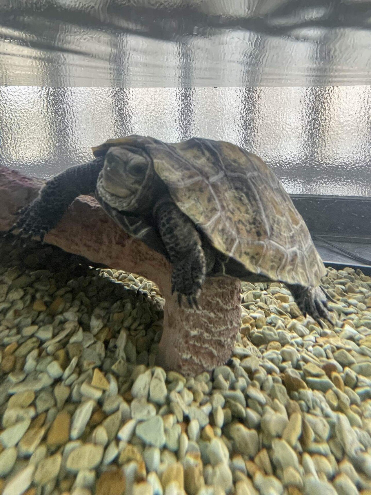 かめきちさま確認ページ♡ かめきち！！｜Shomin Shinkai