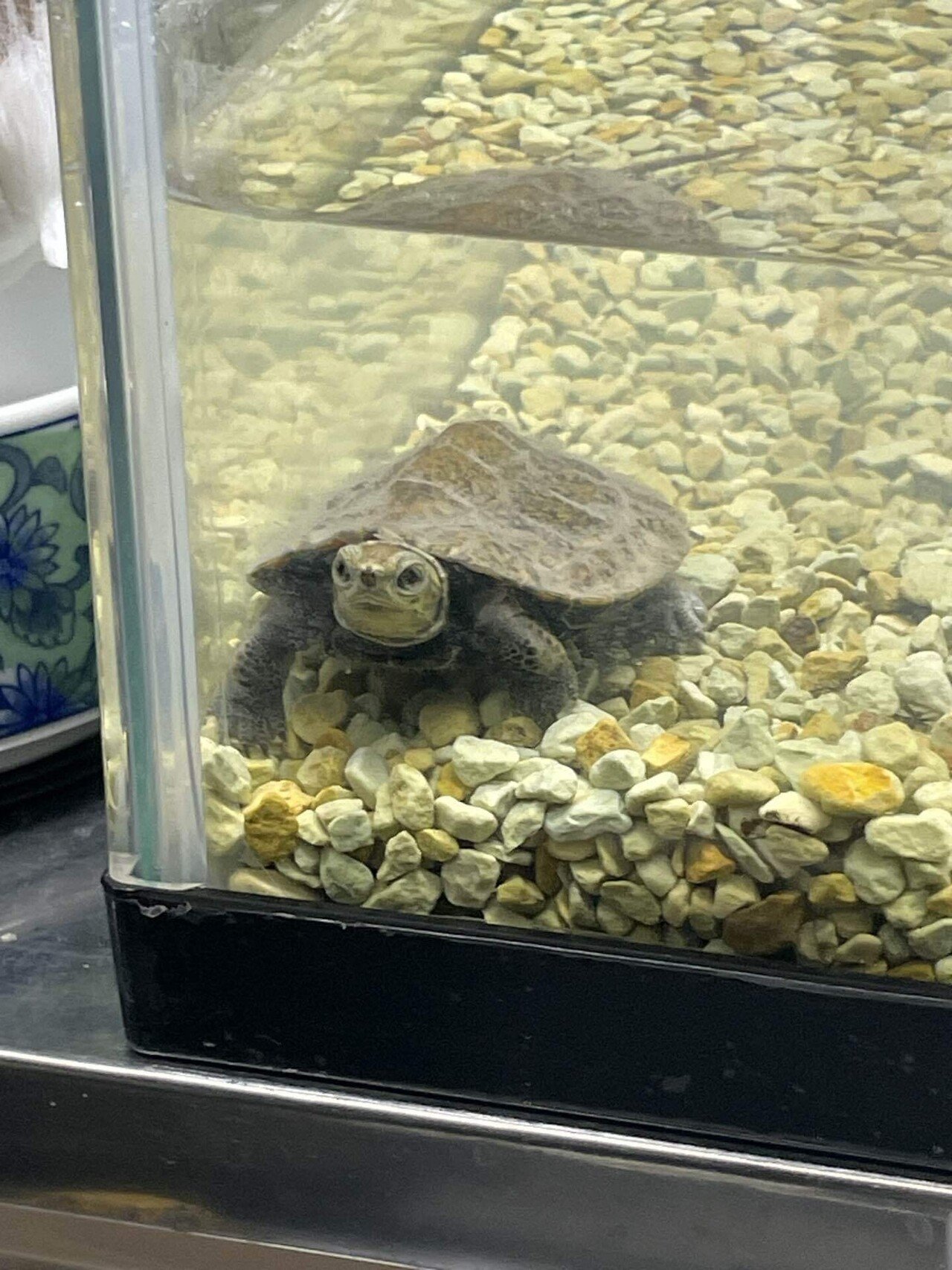 かめきち！！｜Shomin Shinkai