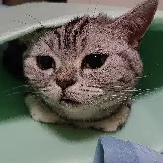 haru
