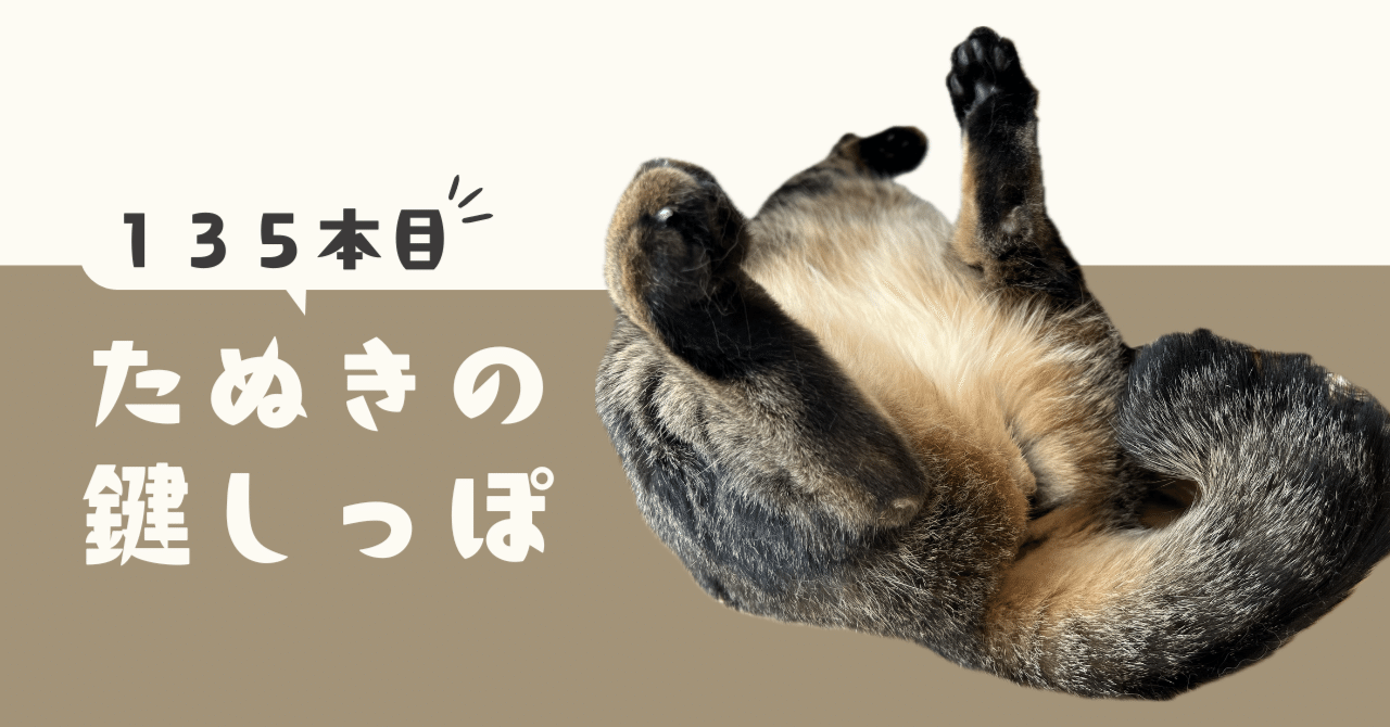 たぬきしゃん&くましゃんぽしぇっと 信楽焼 忍者たぬき ミニ 狸 たぬき タヌキ ニンジャ にんじゃ