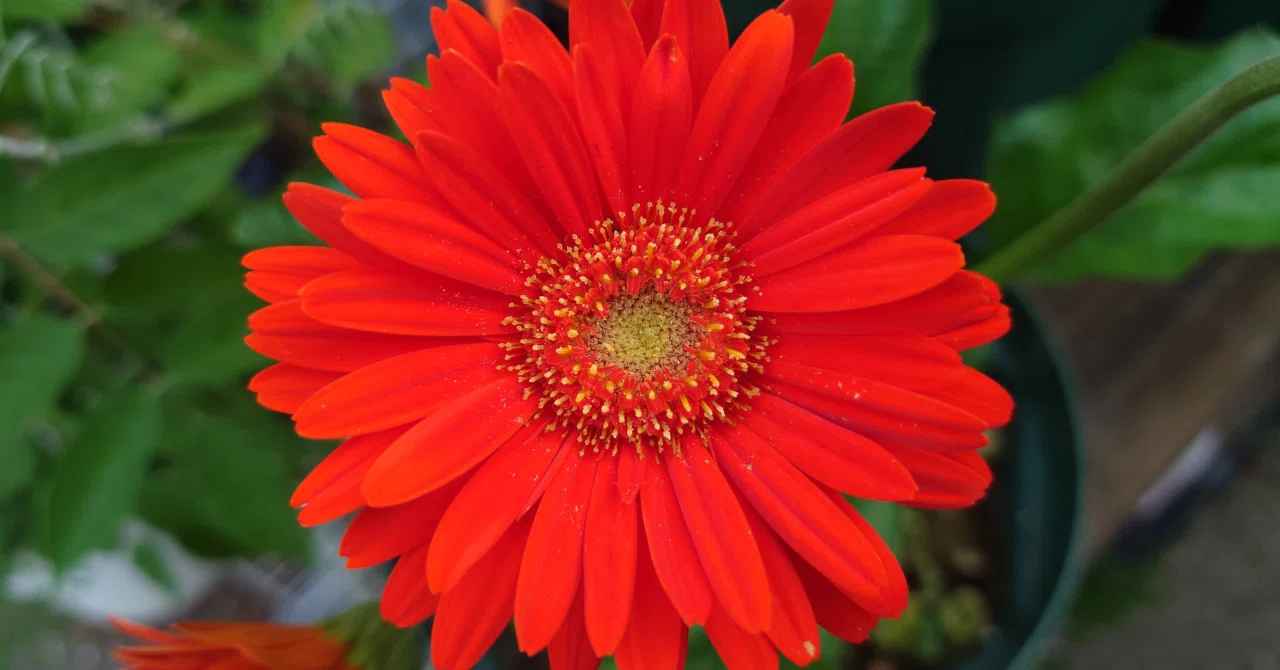本格的な夏の前の真っ赤な花！｜はらの