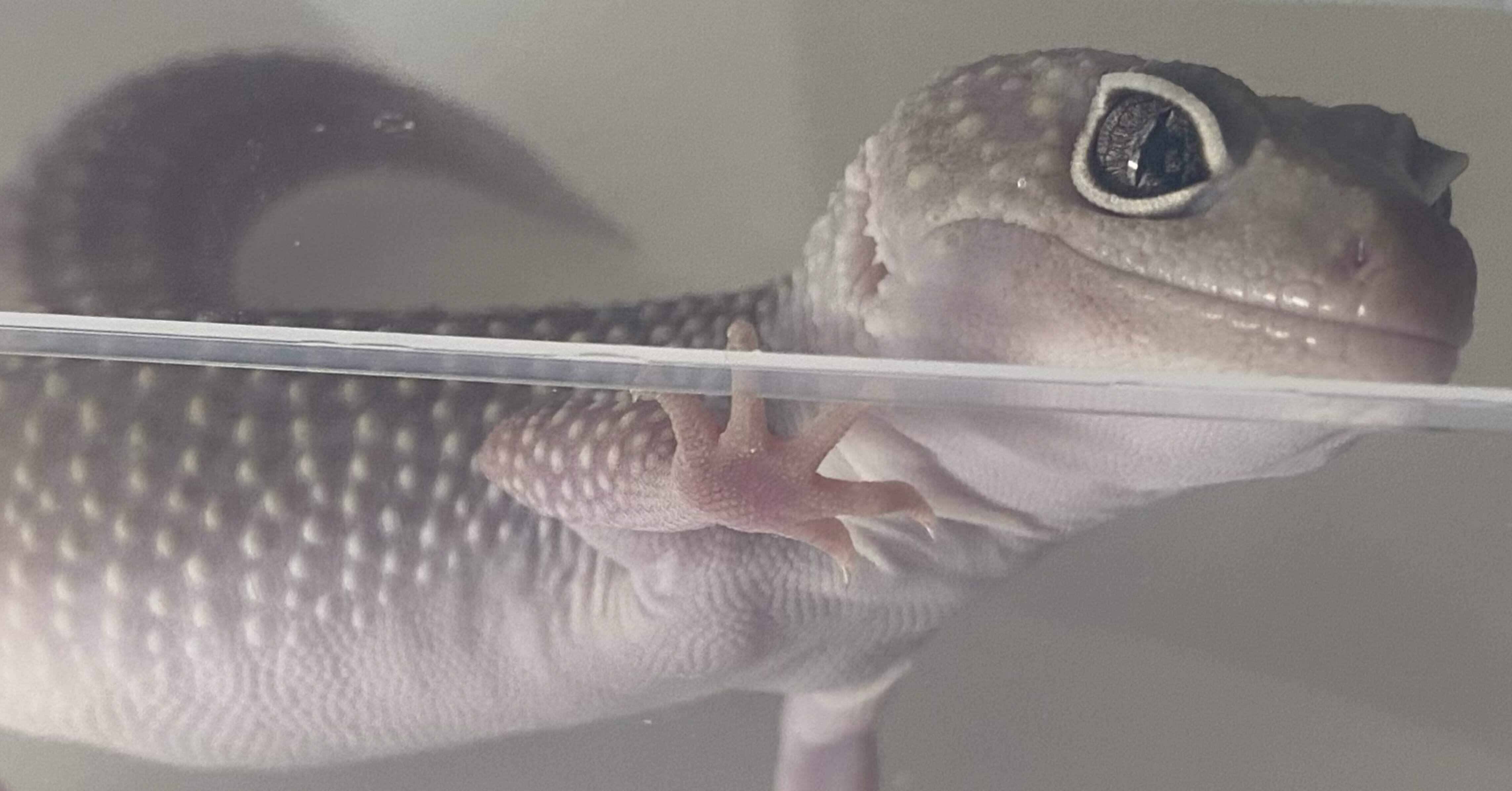 アクリルで描いたヒョウモントカゲモドキ ヒョウモントカゲモドキ アクリルアートピクチャー | Blacky Designing