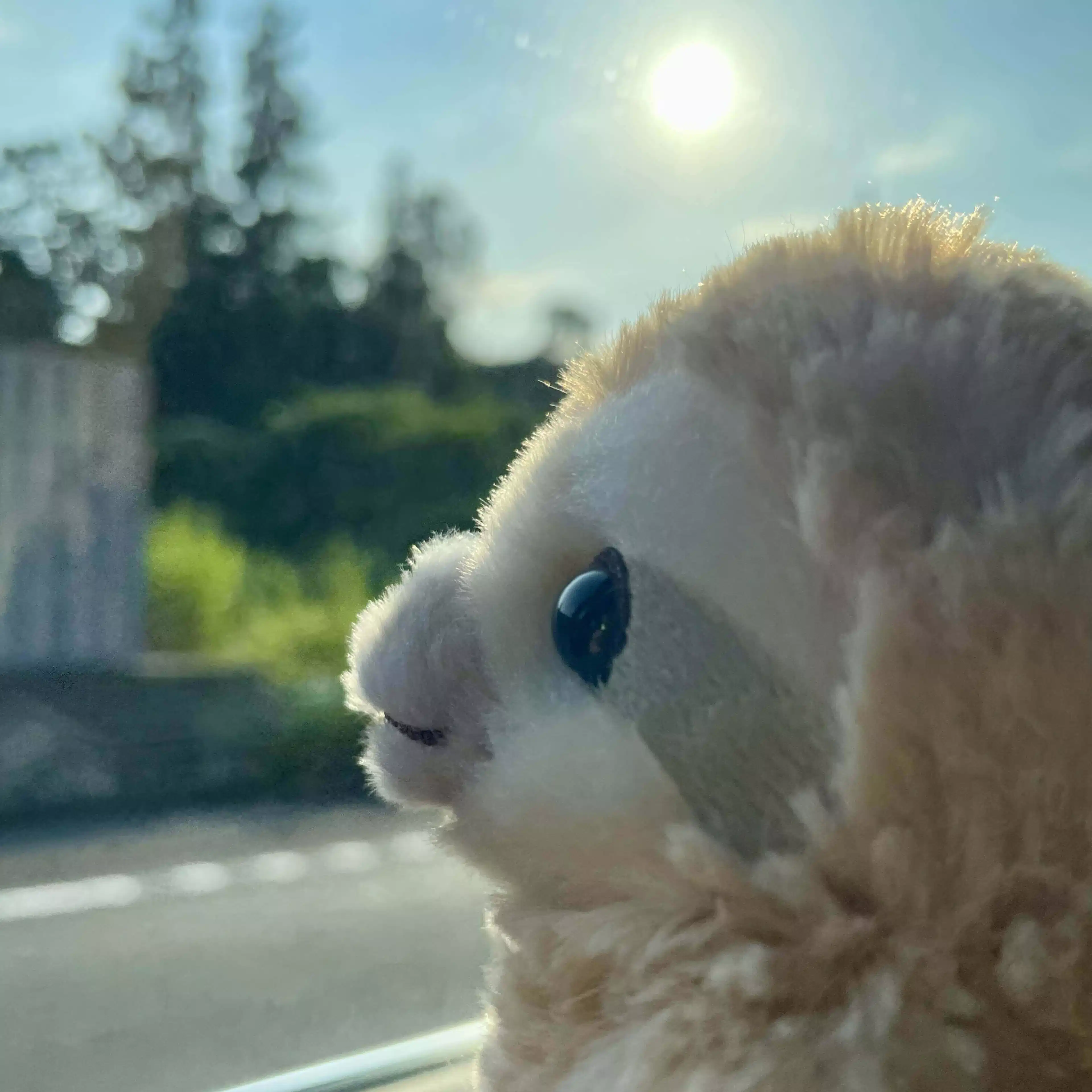くぅニャン❤︎