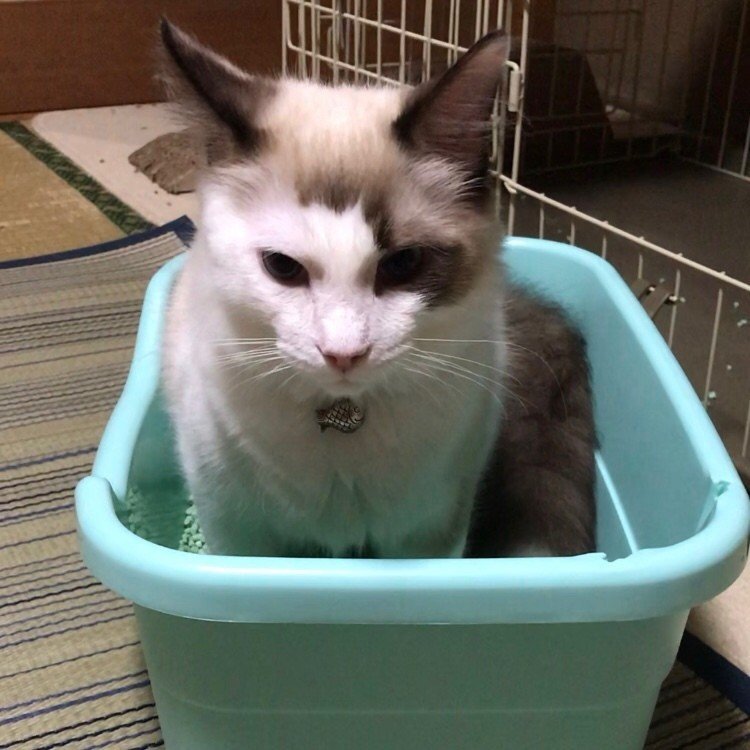 猫のうんち踏む問題と快適トイレへの道のり だんご Note