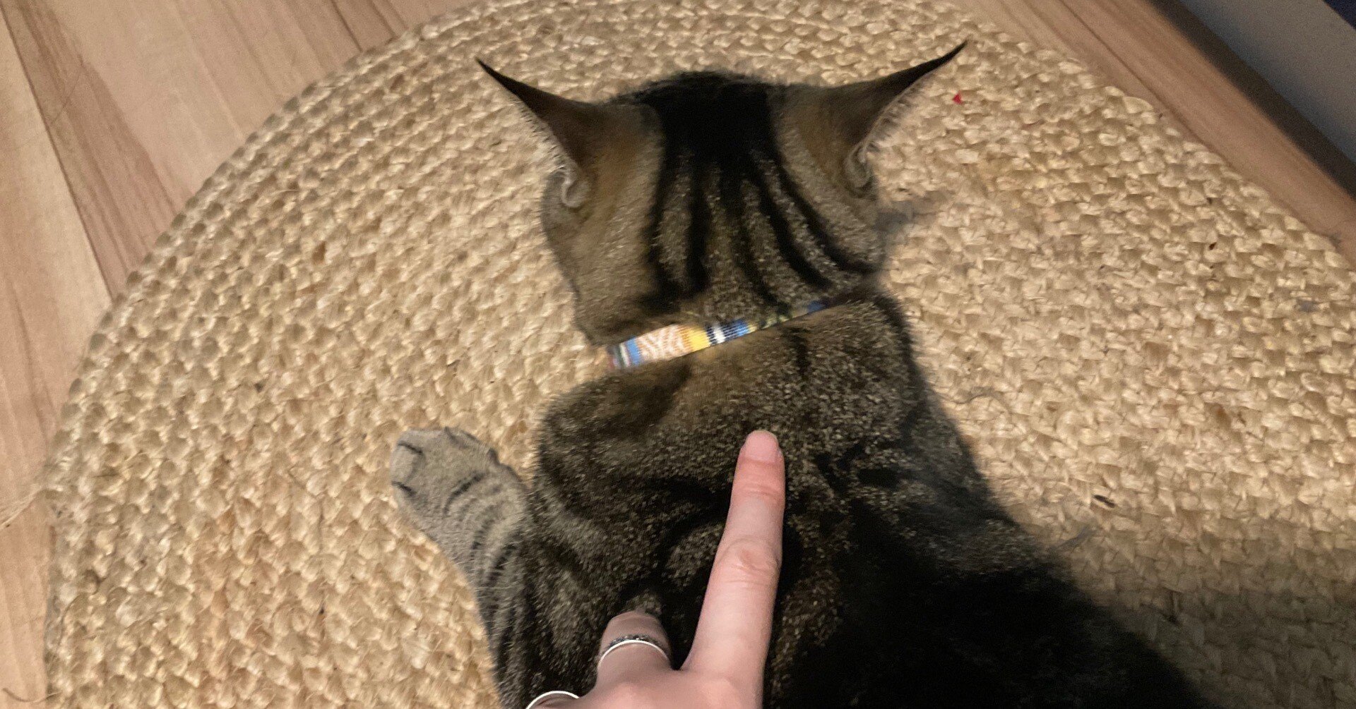 【極美品】猫の腫瘍 極美品】猫の腫瘍 【公式通販】