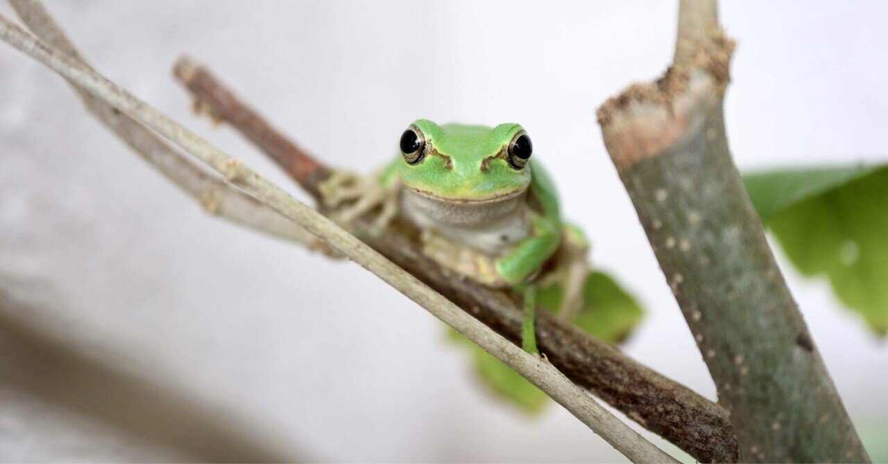 アマガエルセラピー 14｜久保カエル