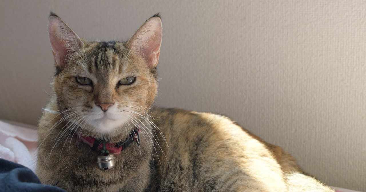 トップ 100 チベットスナギツネ がじゃなたろう