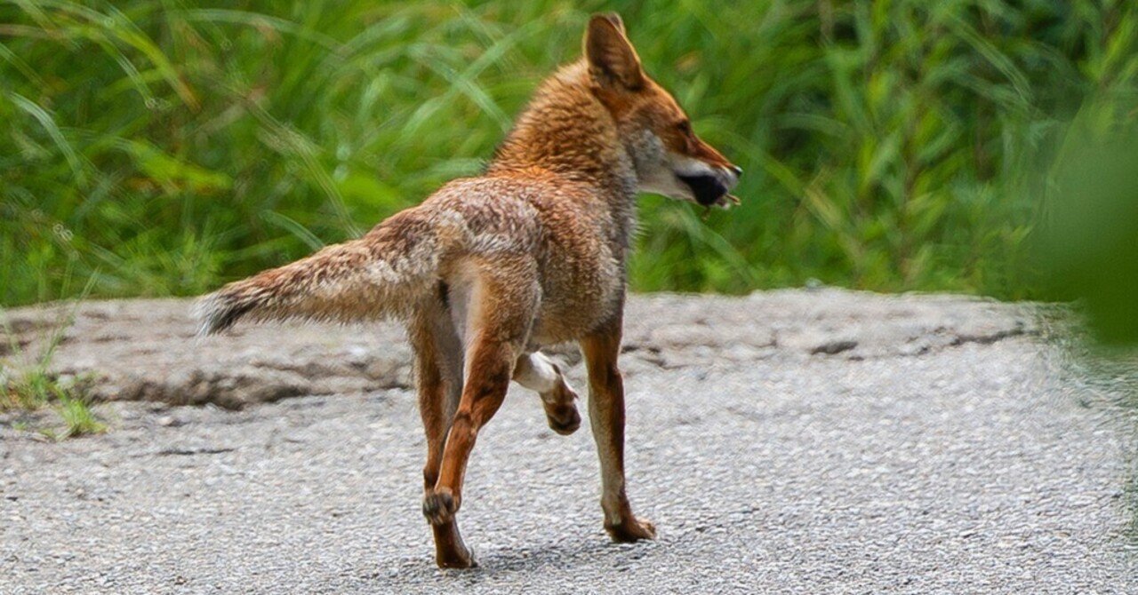 キツネに出くわす｜神戸の野鳥note@きたの みつよし