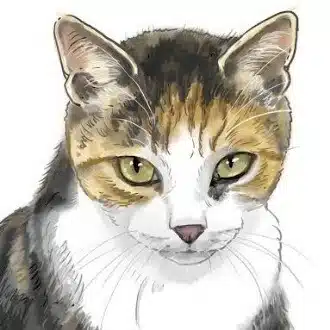 野良猫侍