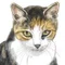 野良猫侍
