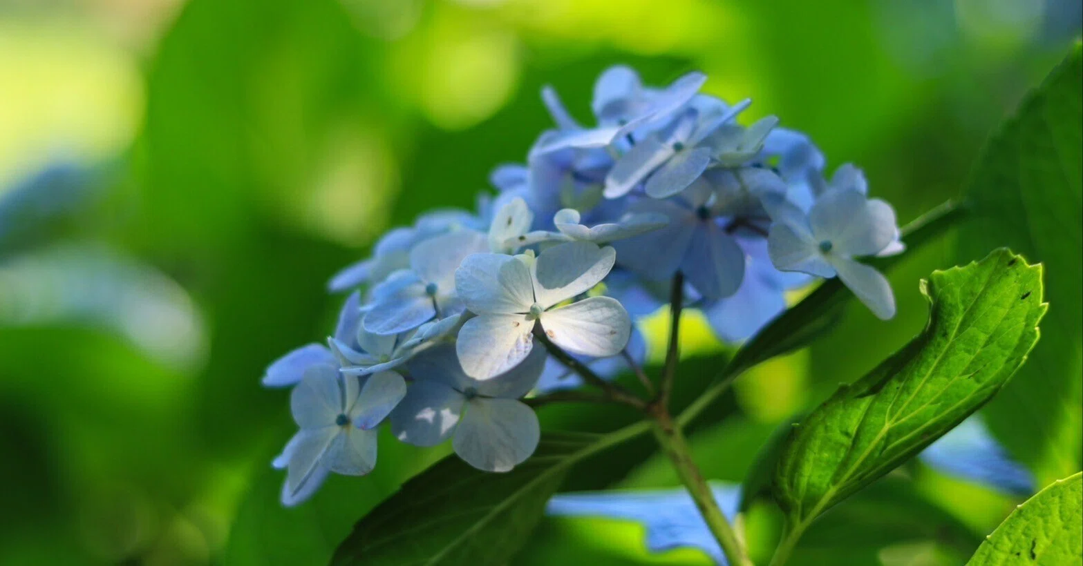 一眼レフ片手に紫陽花を見に行く｜富嶽 駿海