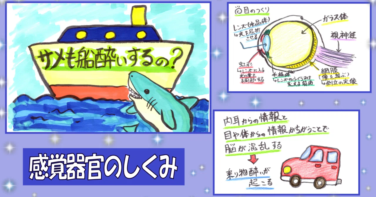 海のサメの感覚 : 深海の発光ザメが暗闇の中で見るものは – SNNF