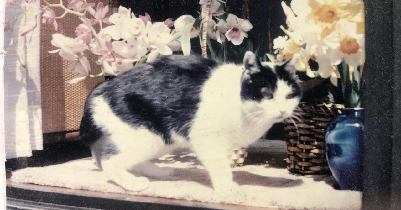 Filefish Snack The Cat Who Lived Over 23 Years|ミューコ
