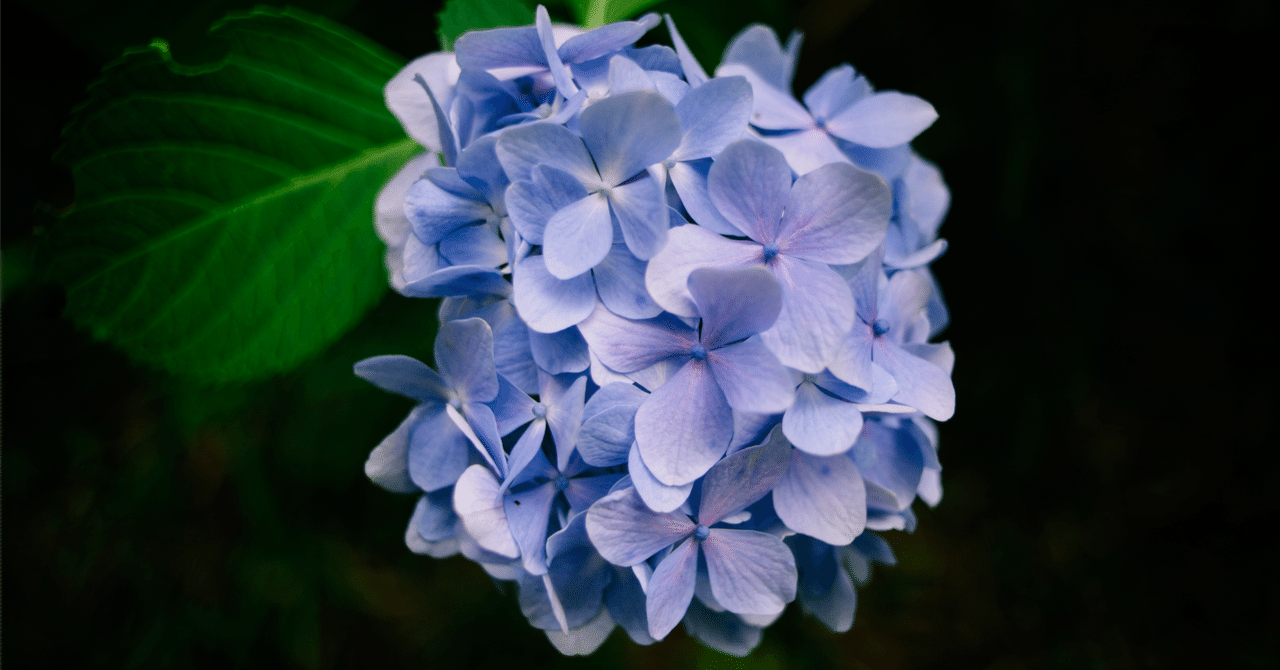 TAMRON 02B 28mm f2.5の魅惑的な写りをD700で。｜Sven.