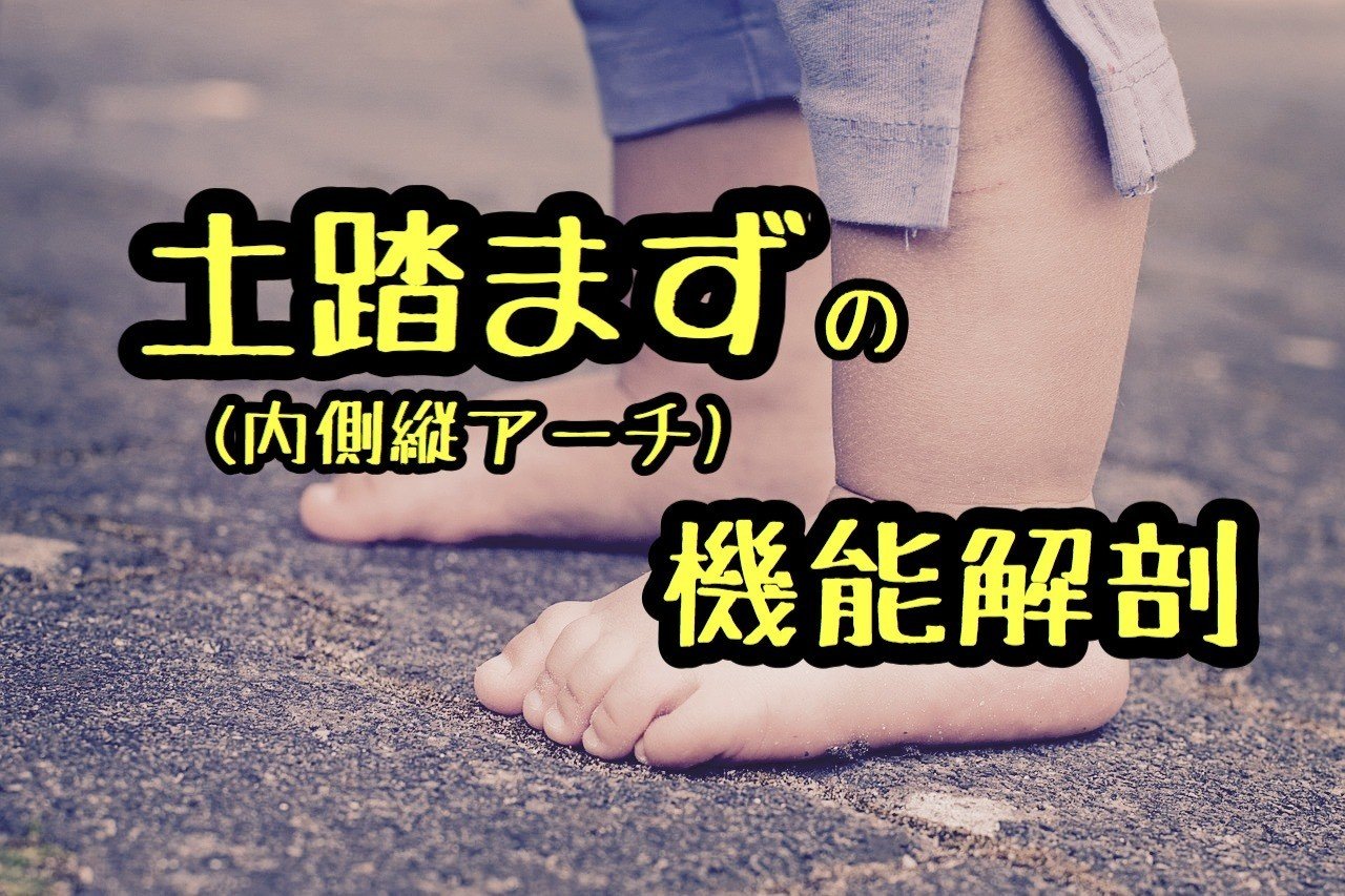 土踏まず 内側縦アーチ の機能解剖 たくみロドリゲス 運動器理学療法士 Note 土踏まず 内側縦アーチ の機能解剖 たくみロドリゲス 運動器理学療法士 Note