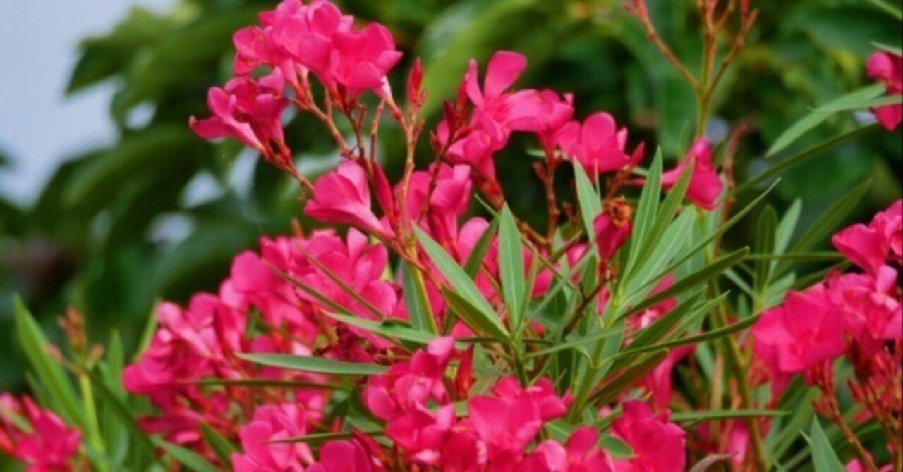 毒花 日本における最強の有毒植物！キョウチクトウ｜ichirin