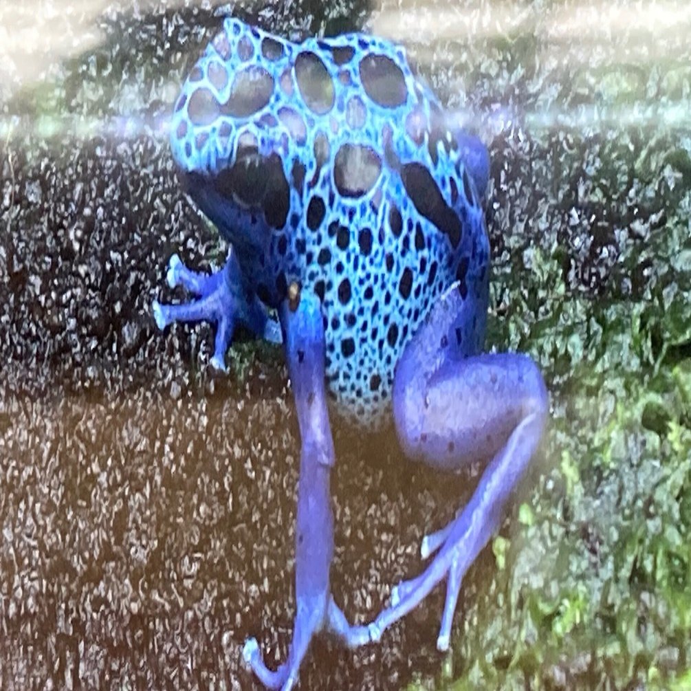 短歌一首】 藍染めは触れなば斬らんのアラートぞ矢毒ガエルの水玉の艶