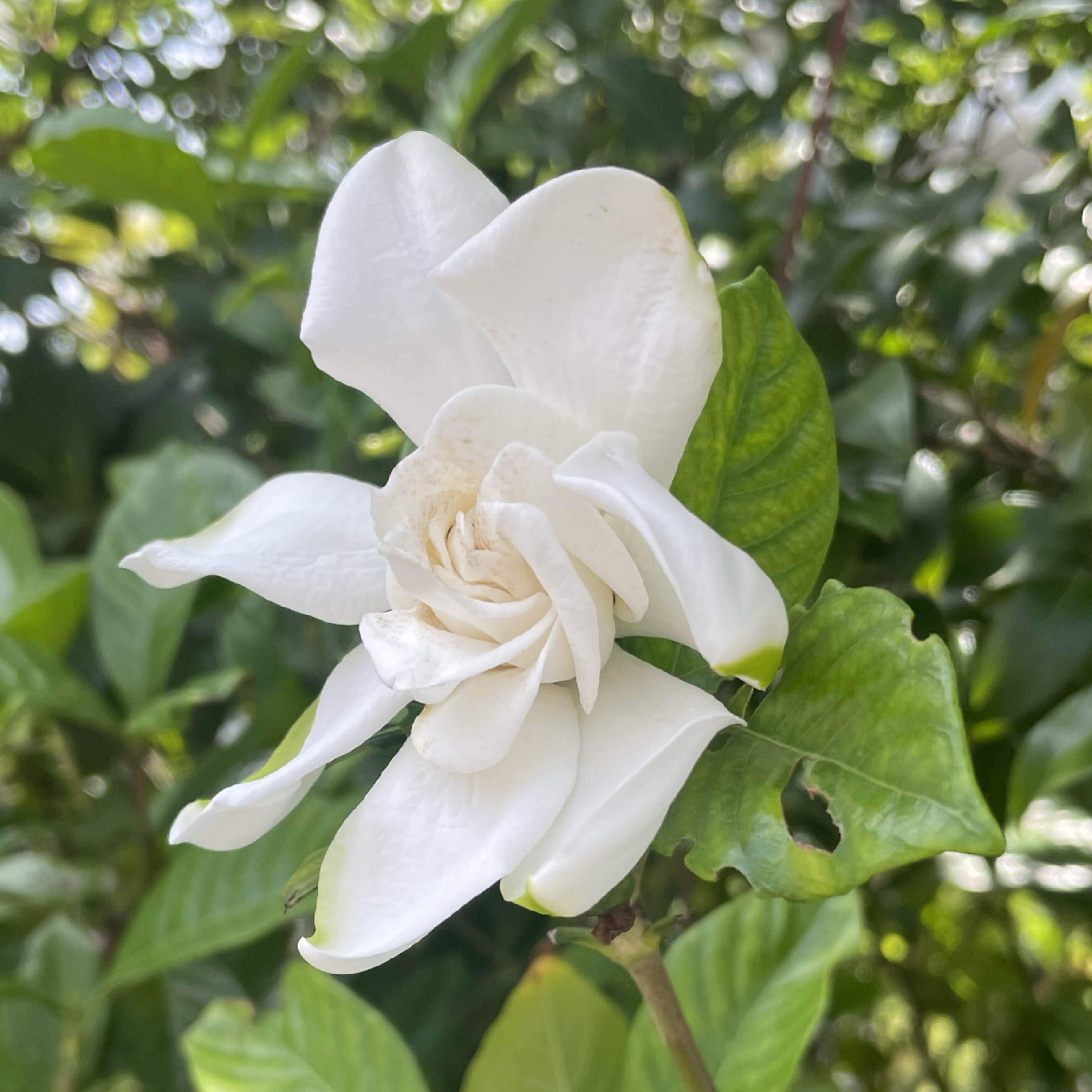 北欧神話とフィンランドの神話について|吟遊詩人 妙遊