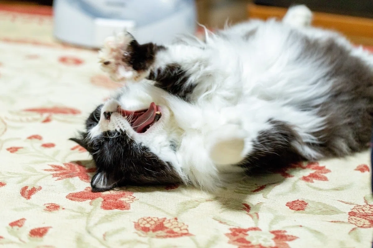 画像