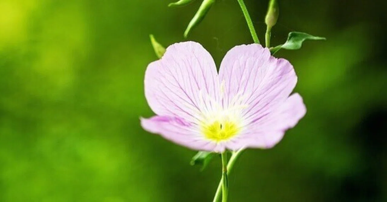 6月21日の誕生花🌸｜篤也響究拓光／トクナリヒビキタクミ