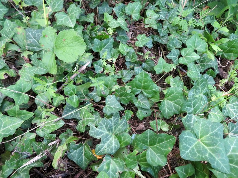 セイヨウキヅタ Eiko Toda Note