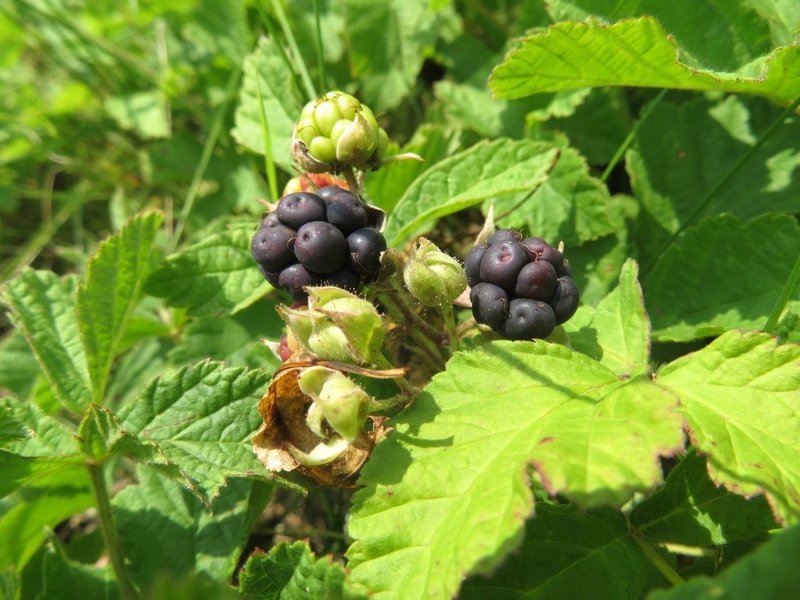 ヨーロピアンデューベリー Eiko Toda Note