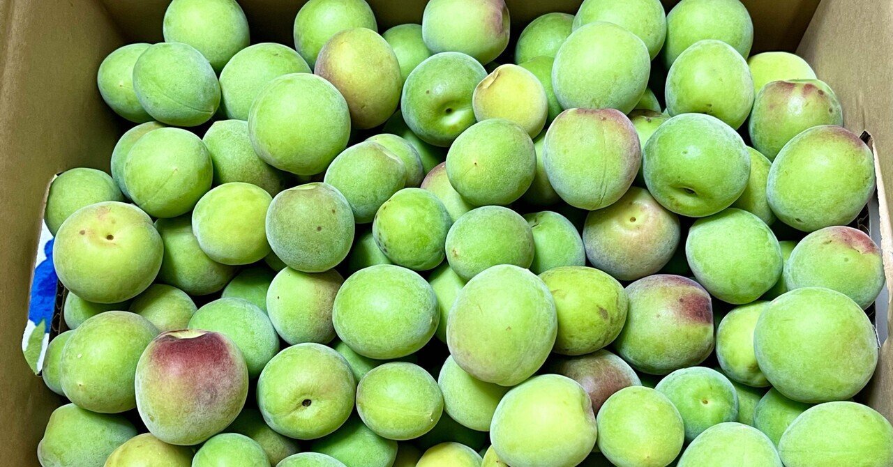 福井県産紅映梅 約2kg 梅干し用 予約販売受付 6月下旬頃発送