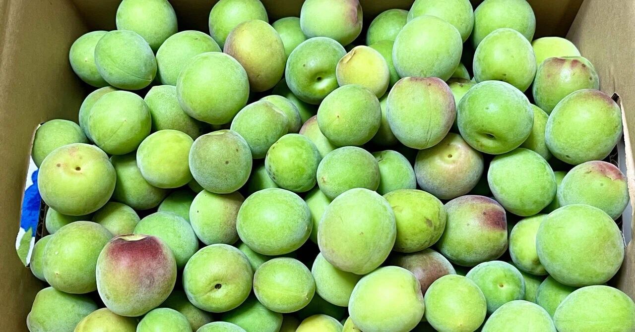 ふるさと納税でどーんと大箱4.5kg、福井県越前町から福井梅（紅映梅 