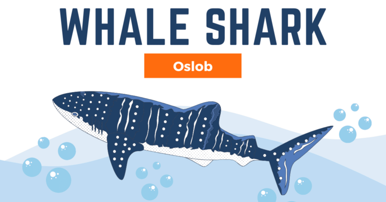 オスロブでホエールウォッチング！！_日帰りツアーのメリット｜セイタ