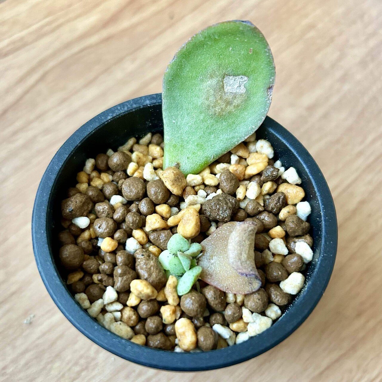 アボカドの植え替え日和｜いちり