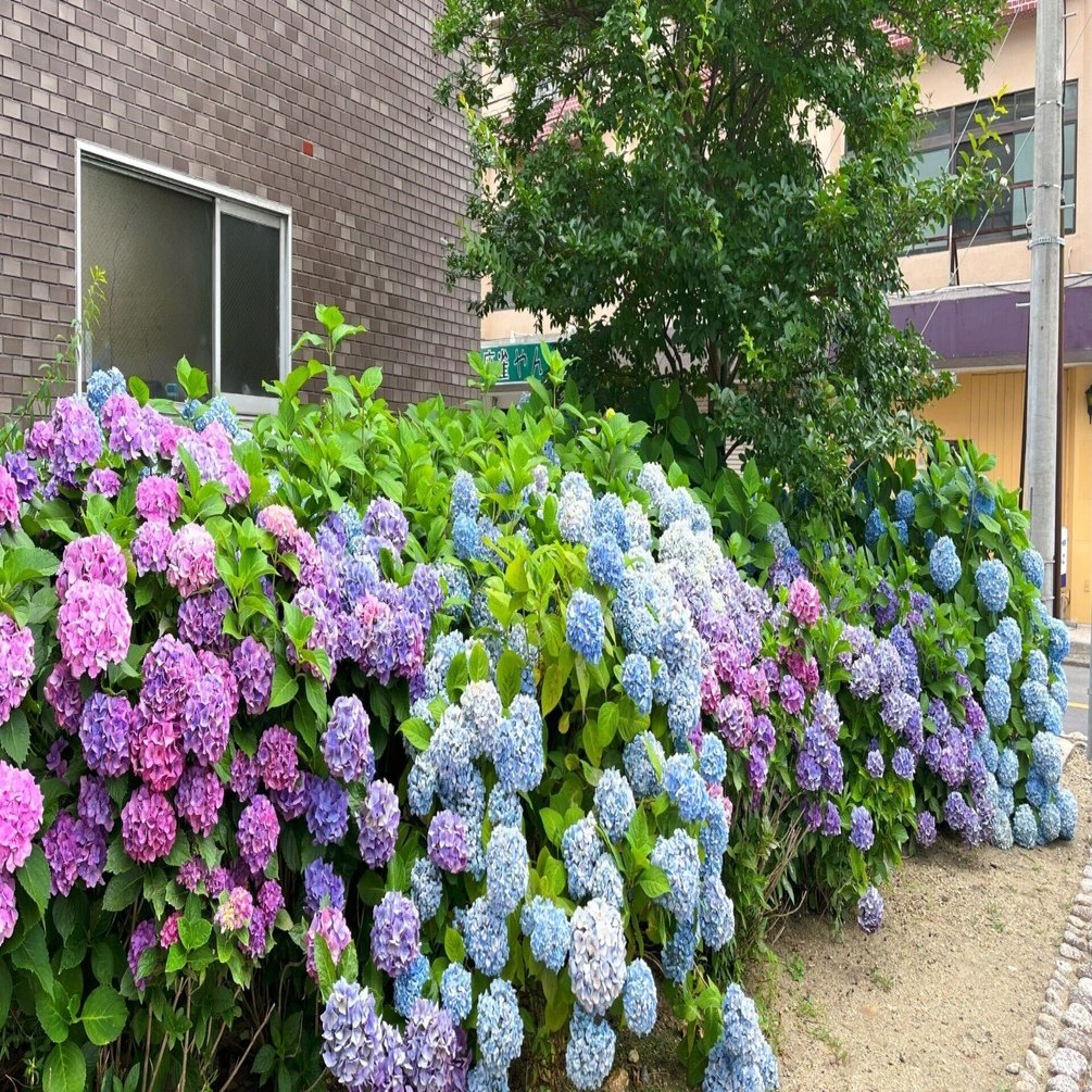 道端に咲く紫陽花まとめ2024 part1｜かぼちゃかべ