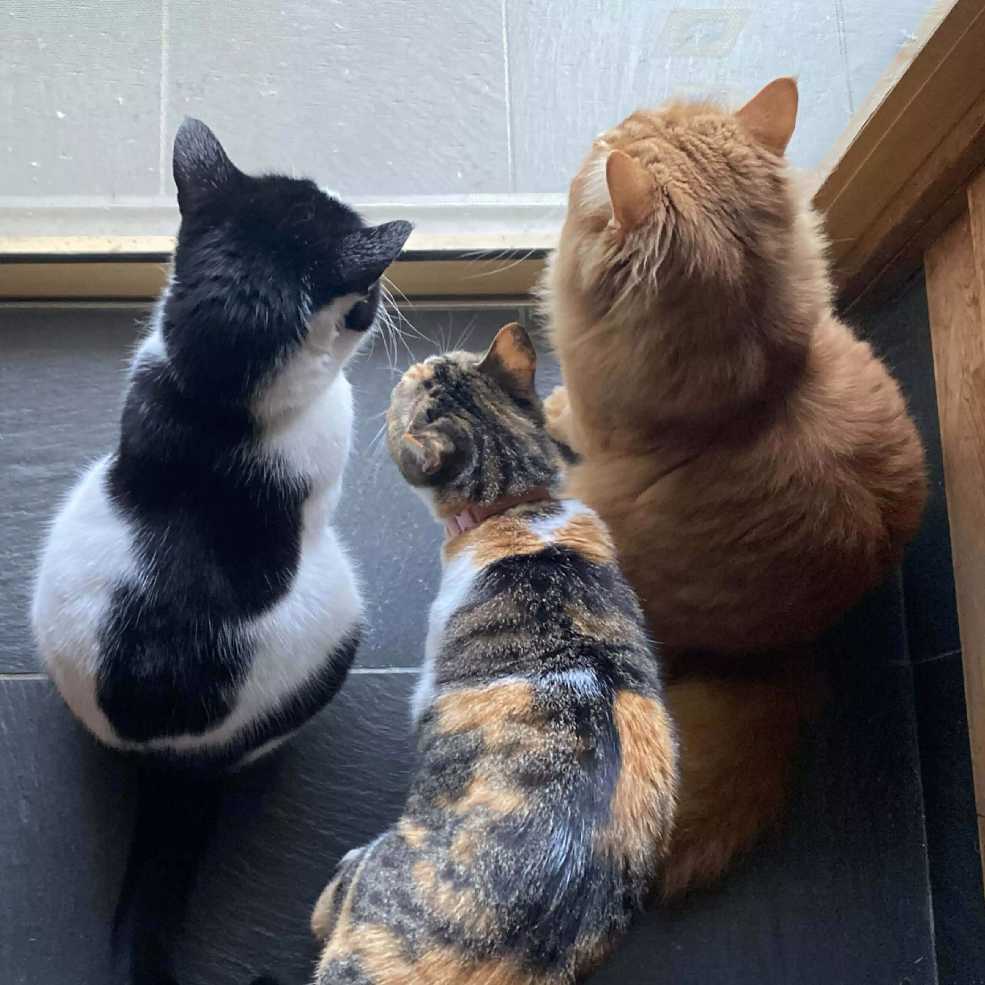 ひよ
