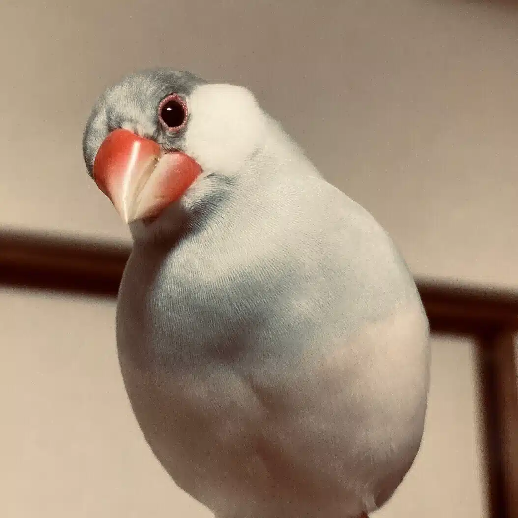 文鳥文庫