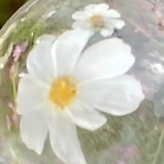 こすもす