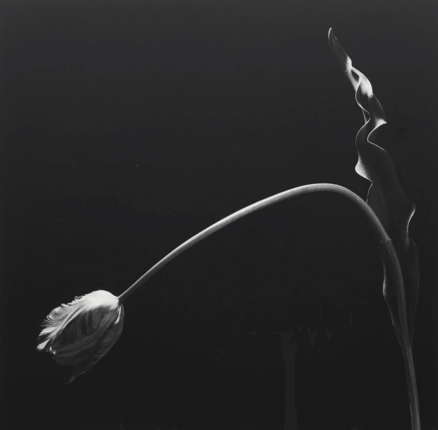 PICTURES. Robert Mapplethorpe ロバート・メイプルソープ 写真