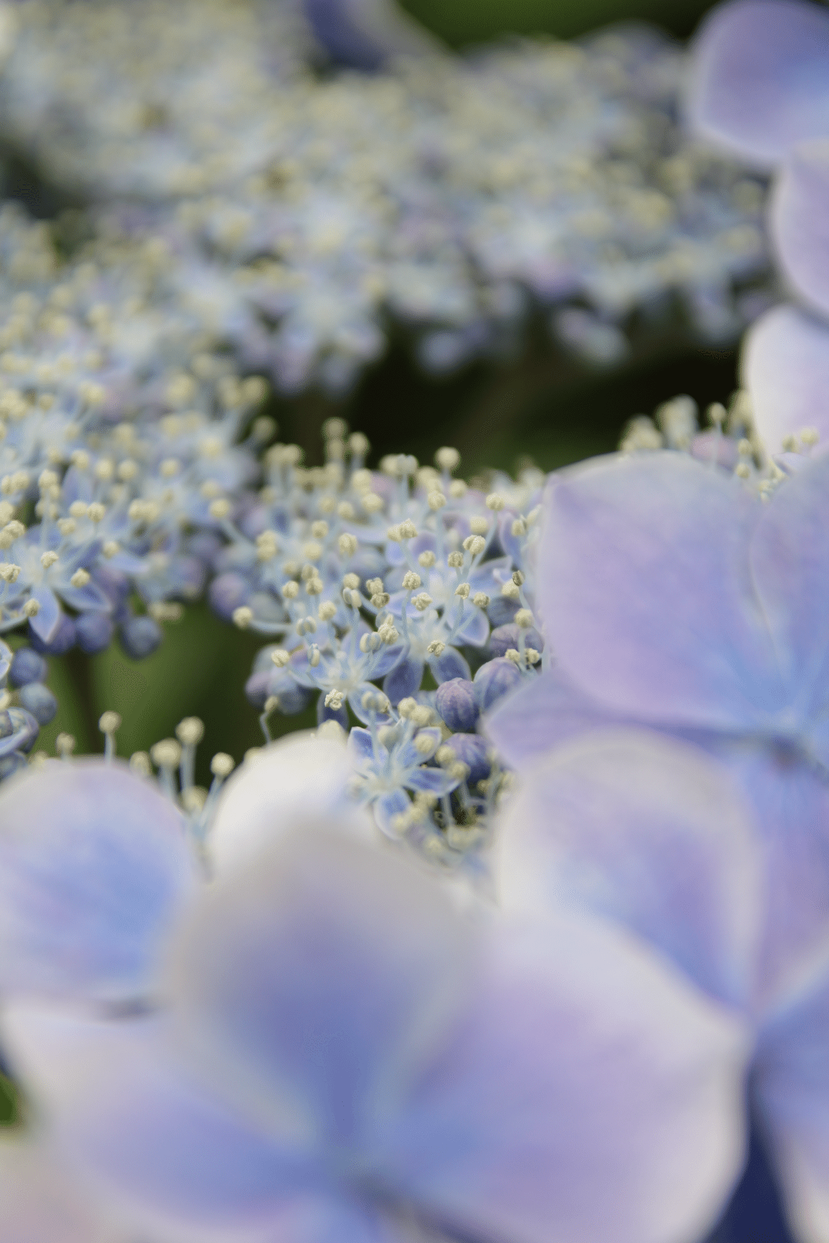 紫陽花💠水凪鳥の宇宙｜すず