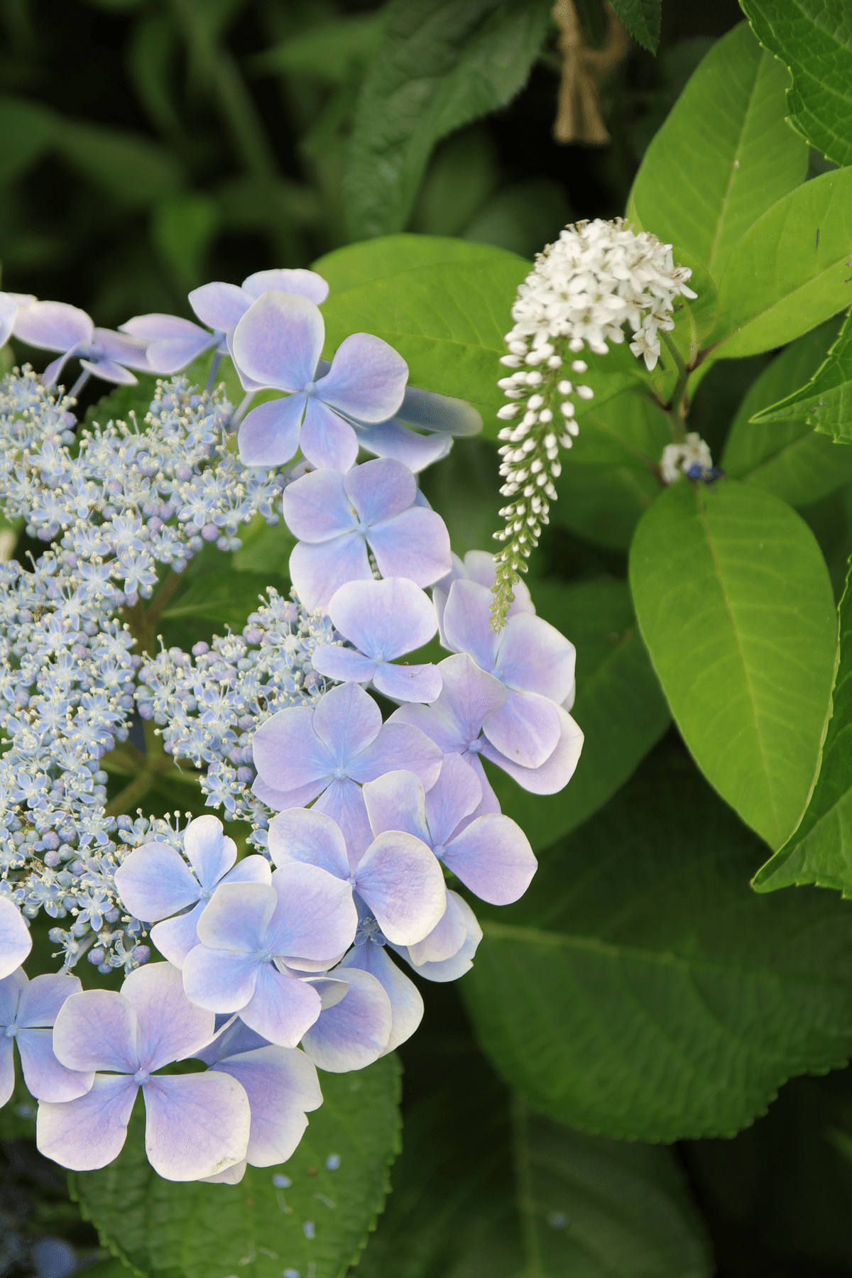 朝凪の泡沫紫陽花 紫陽花💠水凪鳥の宇宙|すず
