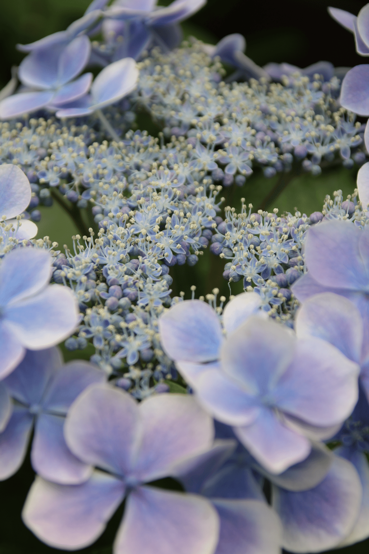 紫陽花💠水凪鳥の宇宙｜すず