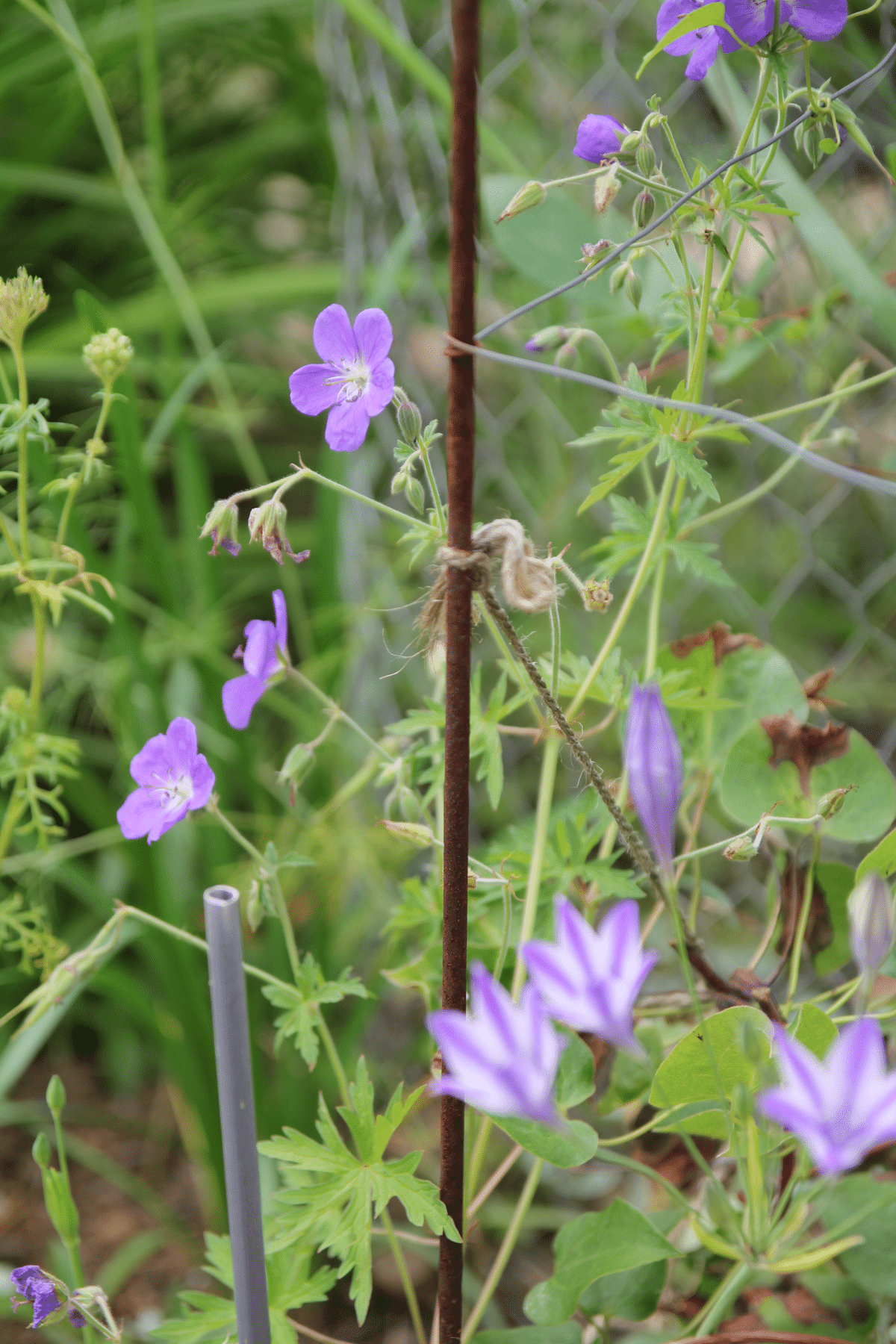 紫陽花💠水凪鳥の宇宙｜すず