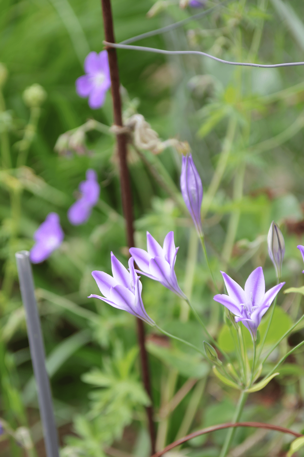 紫陽花💠水凪鳥の宇宙｜すず