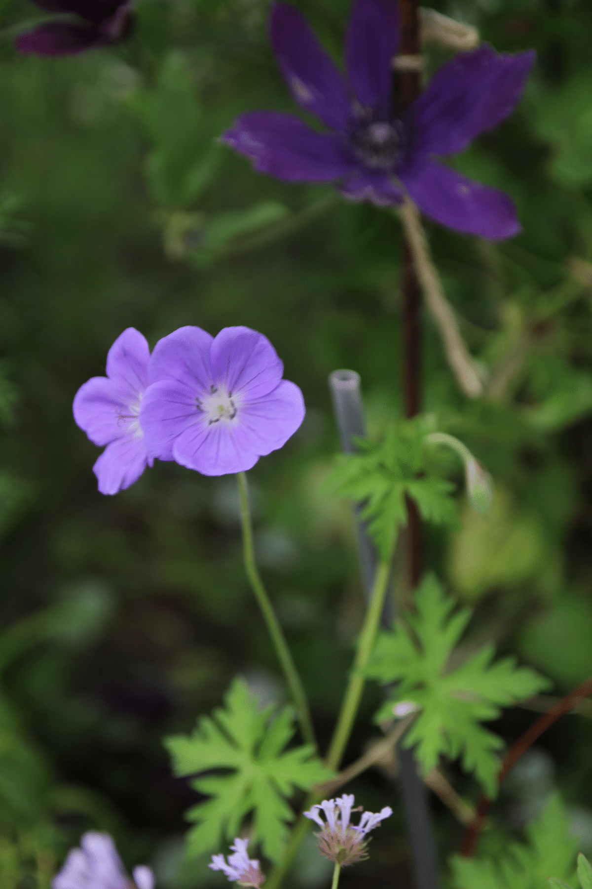 紫陽花💠水凪鳥の宇宙｜すず